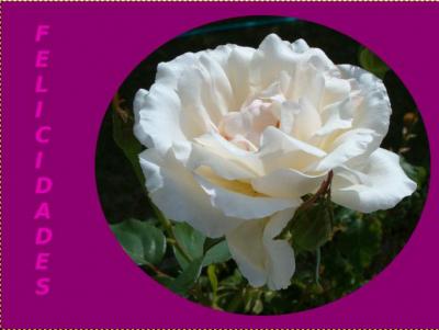 20100309110820-rosa-1.jpg