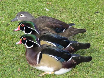 20100309110939-2-patos.jpg