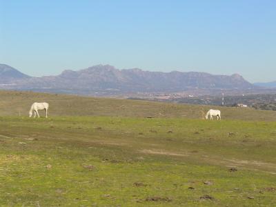 20100309111042-paisaje-con-caballos.jpg